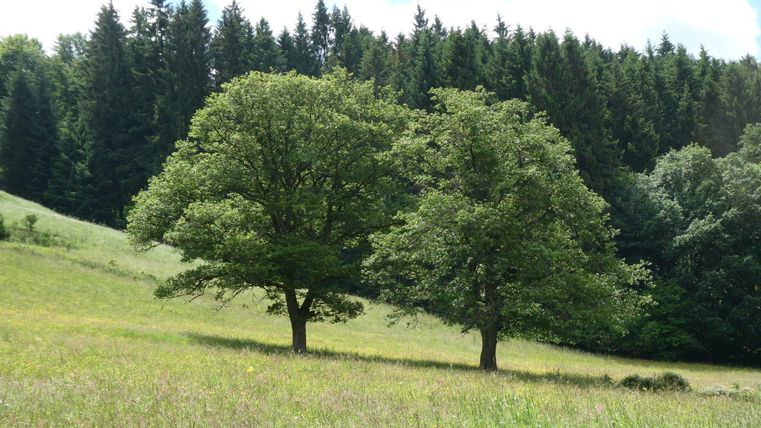 Zwei große Bäume stehen auf einer Wiese umgeben von grünen Hügeln. Im Hintergrund ist ein Wald zu sehen.