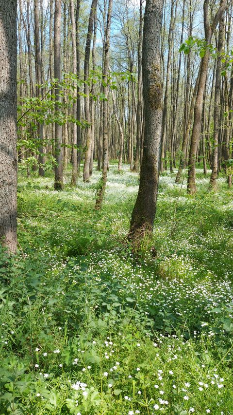 A quiet forest with tall trees and green underbrush. Many small white flowers bloom on the ground.