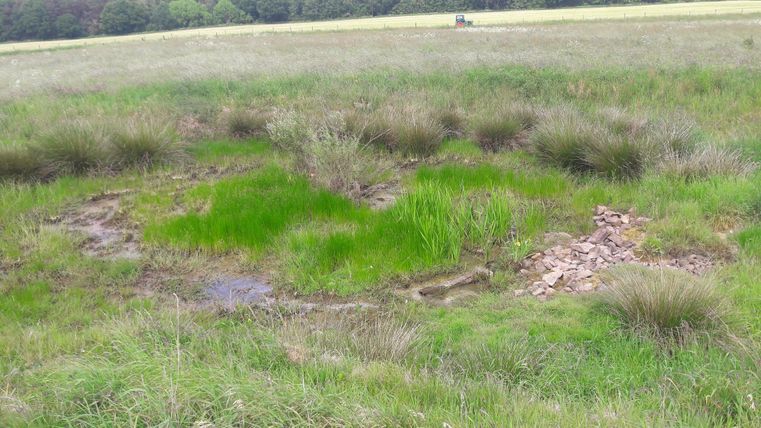 Une grande prairie avec de hautes herbes et de petites buttes peu élevées. Au premier plan, on aperçoit quelques vestiges de pierres.
