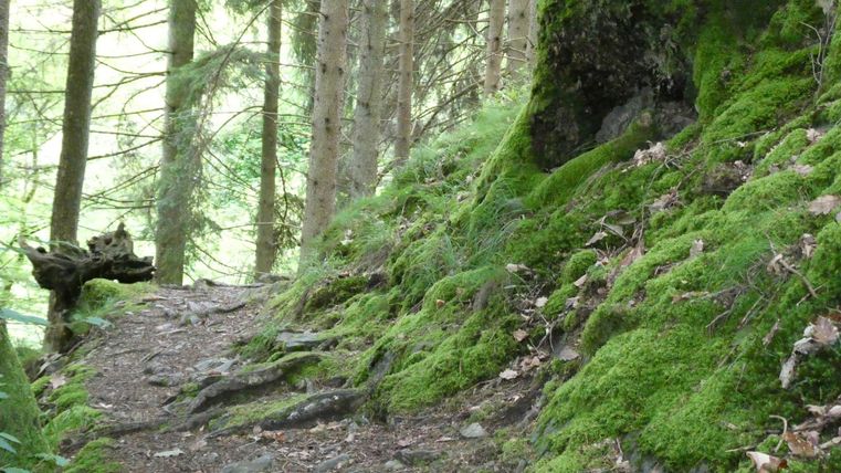 Ein schmaler Pfad durch einen bewaldeten Bereich mit moosbedecktem Boden und hohen Bäumen. Das Licht fällt sanft durch das Blätterdach.