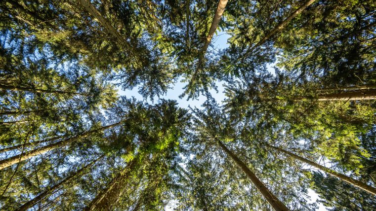 Un regard de dessous dans une forêt dense. Les grands arbres s'élèvent vers le ciel clair.