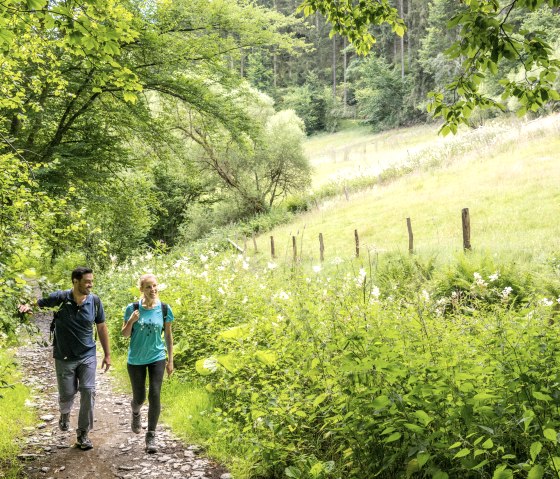 Hikers on trails through woods and meadows., © Eifel Tourismus GmbH, Dominik Ketz