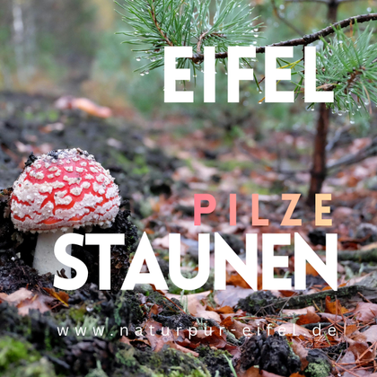 Ein bunten Pilz mit rotem Hut und weißen Punkten steht im Wald. Um ihn herum sind grüne Zweige und Laub zu sehen.