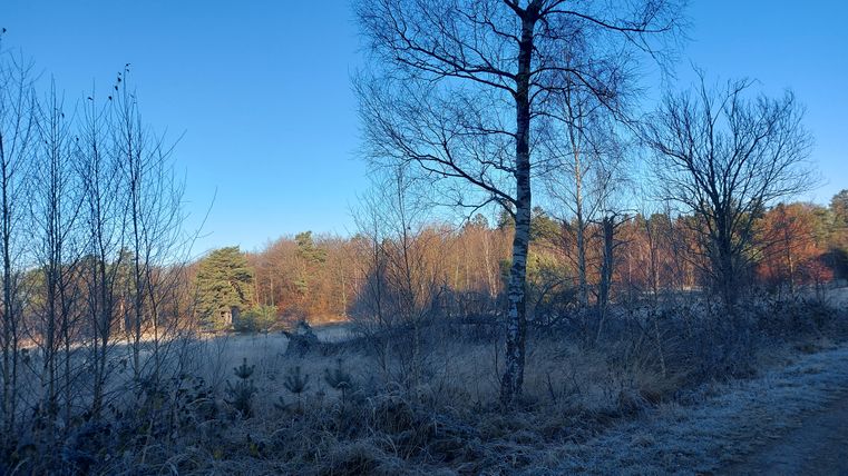 Ein ruhiger Winterwald mit frostigem Boden und kahlen Bäumen. Der Himmel ist klar und blau, die Landschaft strahlt eine friedliche Atmosphäre aus.