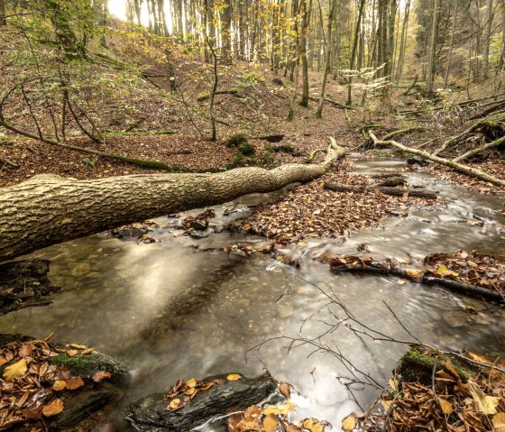 Sentier 75 - Püngelbach, © Eifel Tourismus GmbH, Dominik Ketz