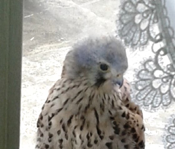 Falcon