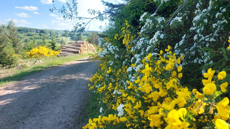 Ein malerischer Weg, gesäumt von bunten Blumen in Gelb und Weiß. Im Hintergrund sind sanfte Hügel und ein klarer Himmel zu sehen.