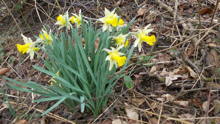 Eine Gruppe von gelben Narzissen wächst im Wald. Um sie herum liegen trockene Blätter.