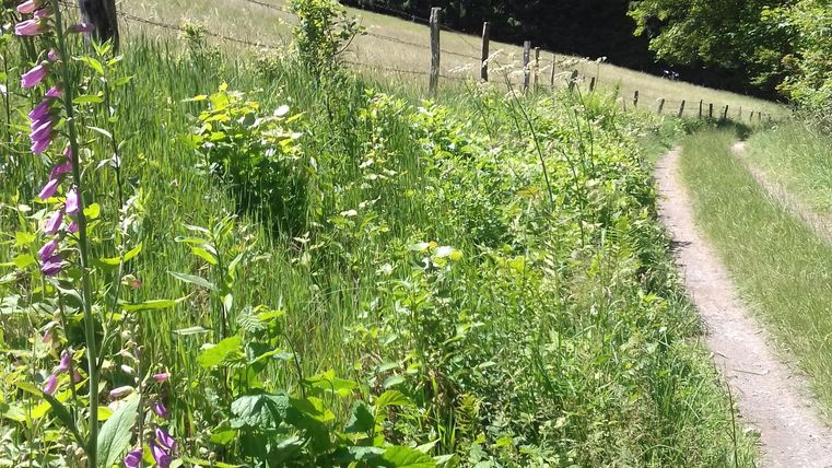 Ein wunderschöner Weg, gesäumt von bunten Wildblumen und grünem Gras. Im Hintergrund sind dichte Bäume und ein klarer Himmel zu sehen.