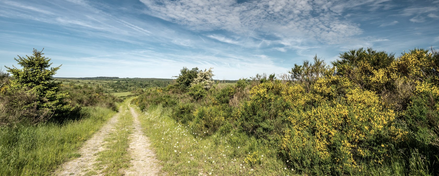 Genêt en fleurs sur le plateau de Dreiborn, © Stadt Schleiden, D. Ketz