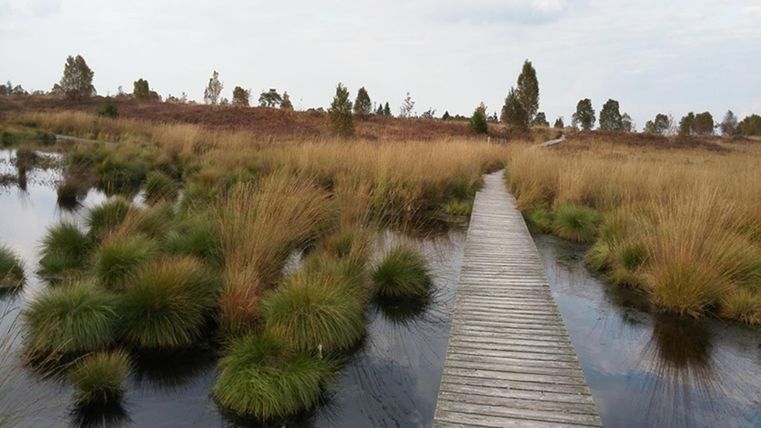 Ein Holzsteg führt durch eine feuchte Landschaft mit Pflanzen und Wasser. Im Hintergrund sind Bäume und ein bewölter Himmel sichtbar.