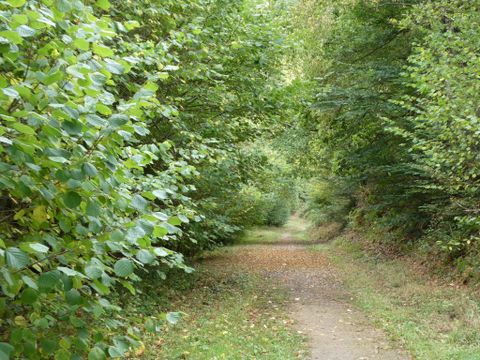 Un chemin forestier tranquille, entouré de buissons denses et d'arbres. Le sol est recouvert de feuilles tombées.