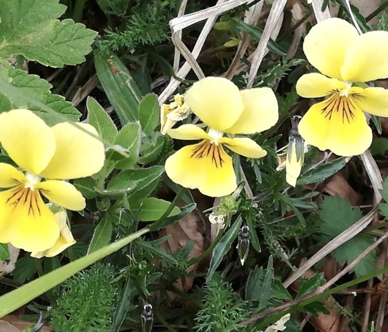 Galmei violets, © Stolberg-Tourisitk