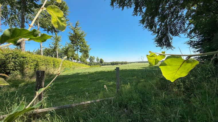 Een groene weide onder een heldere blauwe lucht, omringd door bomen. Op de voorgrond zijn bladeren te zien die het uitzicht op het landschap licht omlijsten.