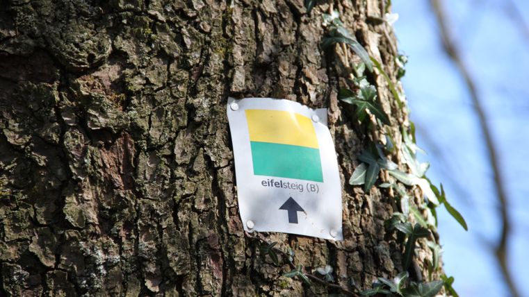 Un arbre avec un balisage Eifelsteig en Belgique, composé d'un carré jaune et vert et d'une flèche vers le haut.
