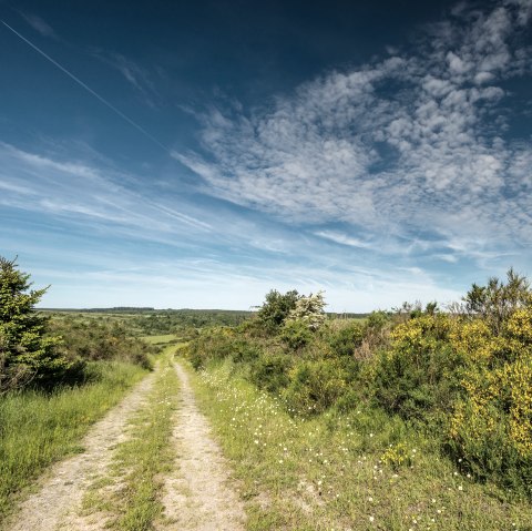 Genêt en fleurs sur le plateau de Dreiborn, © Stadt Schleiden, D. Ketz