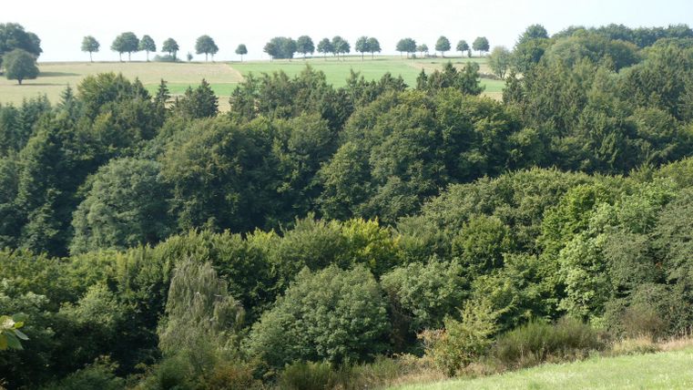 A green woodland landscape with various tree species. In the background, gentle hills lined with trees are visible.