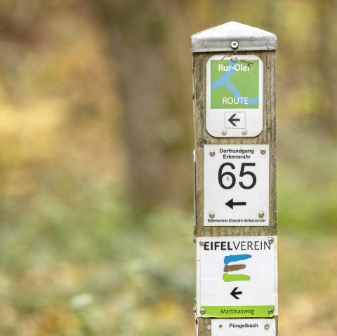 ET-2022-144-Schrauffweg Püngelbach-@Eifel Tourismus GmbH, Dominik Ketz, © @Eifel Tourismus GmbH, Dominik Ketz