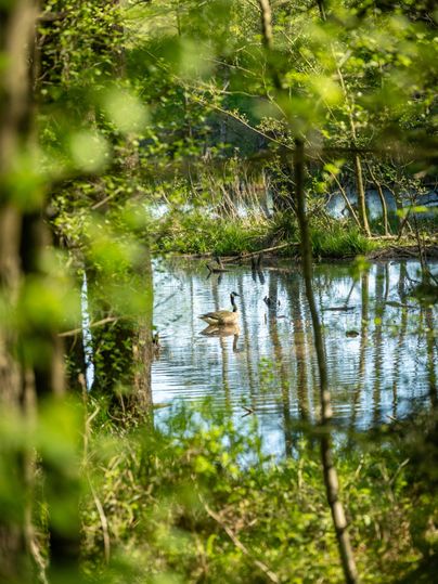 Un joli étang avec des cygnes, entouré d'arbres et de feuillage vert. La surface de l'eau claire reflète les environs.