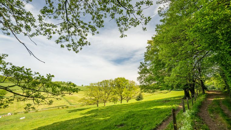 A green meadow with trees and a clear sky. A narrow path leads through the landscape.