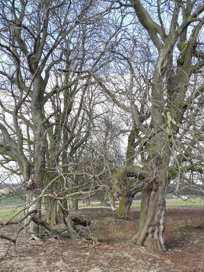 Ein Wald mit alten, verästelten Bäumen ohne Blätter. Der Boden ist von leichtem Gras und Erde bedeckt.