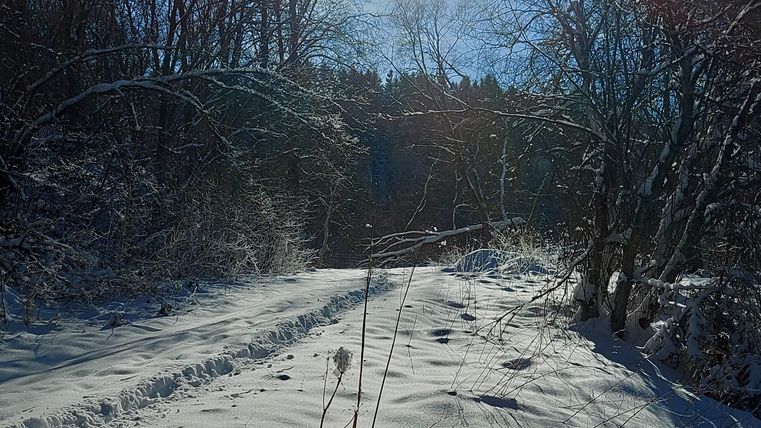 A snow-covered path surrounded by trees, under a clear blue sky. The sun shines bright and illuminates the winter landscape.