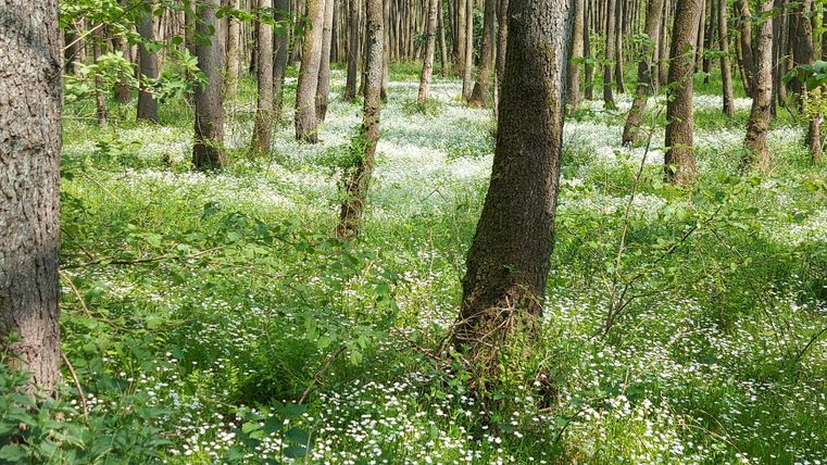A quiet forest with tall trees and green underbrush. Many small white flowers bloom on the ground.