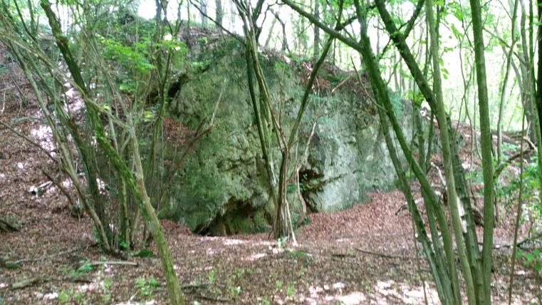 Eine grüne Waldlandschaft mit Bäumen und Laub. Im Hintergrund ist ein großer Felsen zu sehen.