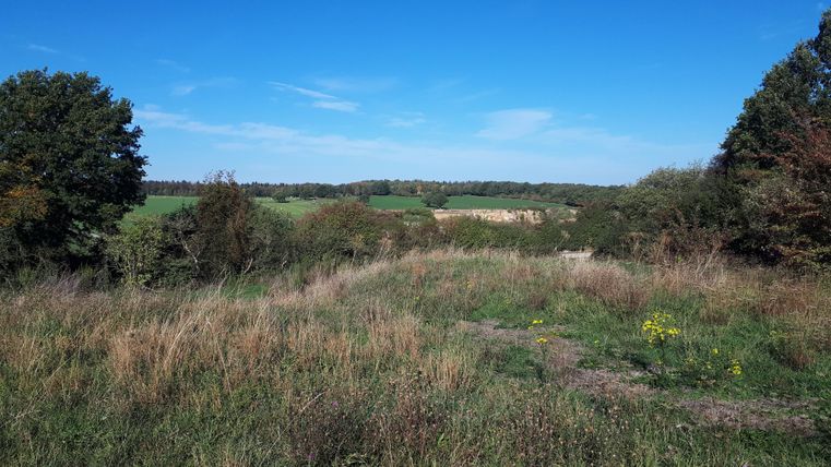 Eine grüne Wiese mit hohem Gras und vereinzelten Bäumen. Im Hintergrund sind Felder und ein blauer Himmel zu sehen.