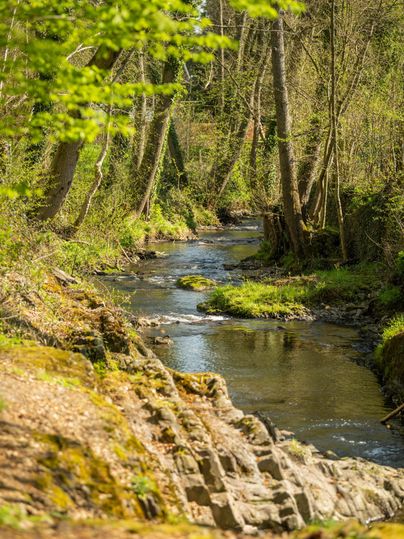 A tranquil river flows through a forest with lush greenery. The banks are lined with stones and plants.