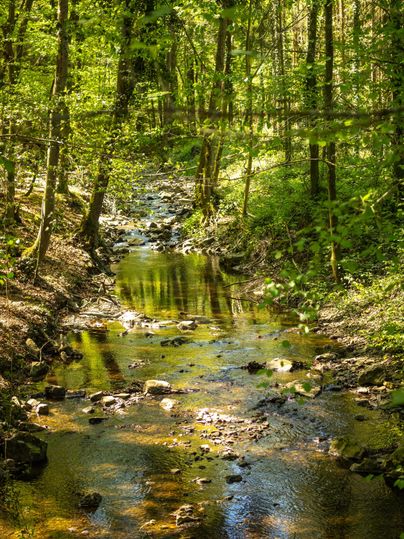 Un ruisseau paisible qui coule à travers une forêt dense. Le soleil brille à travers les arbres et se reflète sur l'eau.