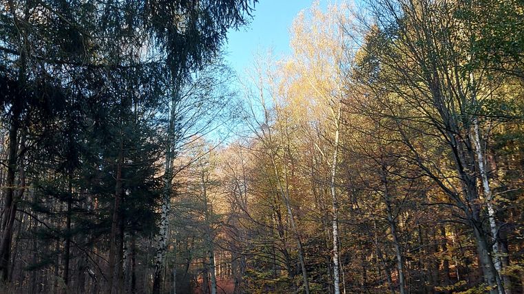 Ein schmaler Weg führt durch einen herbstlichen Wald. Bäume mit bunten Blättern und ein klarer blauer Himmel sind zu sehen.