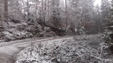 Eine verschneite Waldlandschaft mit einem gewundenen Weg. Die Bäume sind mit Schnee bedeckt, und die Atmosphäre ist ruhig und winterlich.