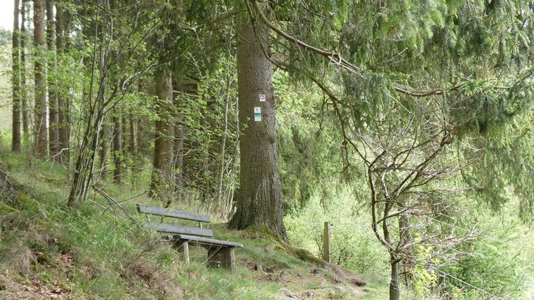 Un paysage forestier paisible avec un banc sous un arbre. Le chemin est entouré d'un feuillage dense et d'arbres.