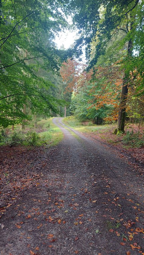A picturesque forest path, surrounded by trees with colorful leaves. The path gently winds through nature.