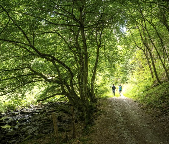 Hiking trail through dense deciduous forest, © Eifel Tourismus GmbH, Dominik Ketz