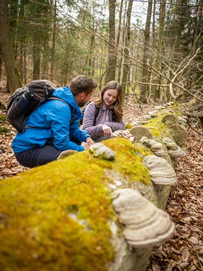 Een paar kijkt naar paddenstoelen op een met mos bedekte boomstam in het bos. De omgeving is groen en natuurlijk, met bladeren en bomen.