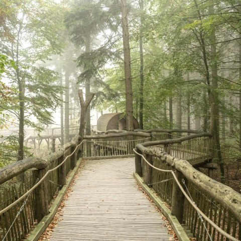 Der wilde Weg in Nationalpark Eifel, Holzsteg, © Nationalpark Eifel, Dominik Ketz