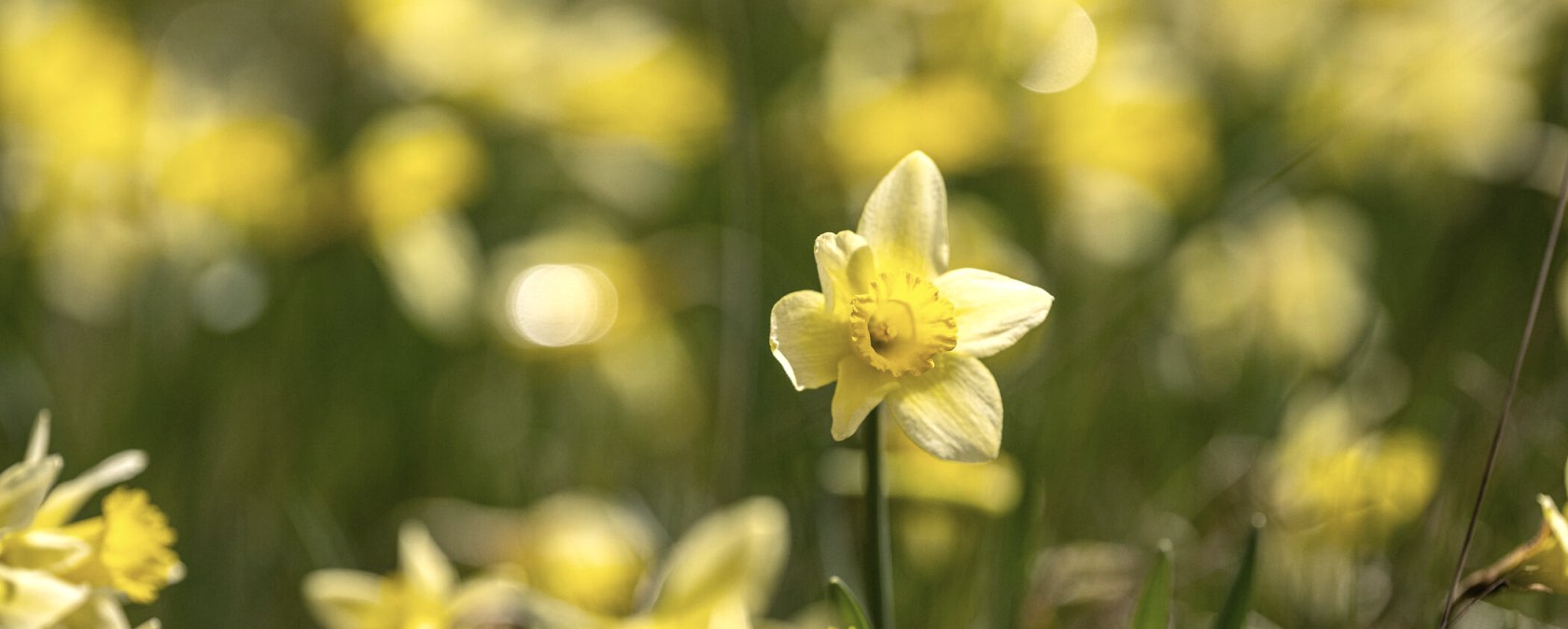 Narzissenwiesen im Perlenbachtal, © Städteregion Aachen, Dominik Ketz