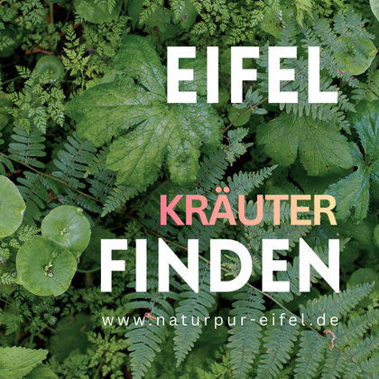 Das Bild zeigt eine grüne Pflanzenlandschaft mit verschiedenen Kräutern und Blättern. Der Text lädt ein, in der Eifel Kräuter zu finden.