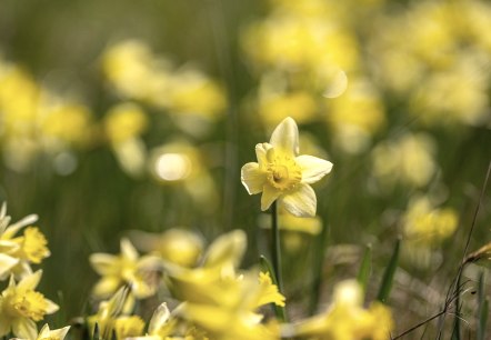 Narzissenwiesen im Perlenbachtal, © Städteregion Aachen, Dominik Ketz