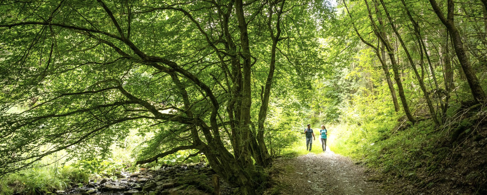 Hiking trail through dense deciduous forest, © Eifel Tourismus GmbH, Dominik Ketz