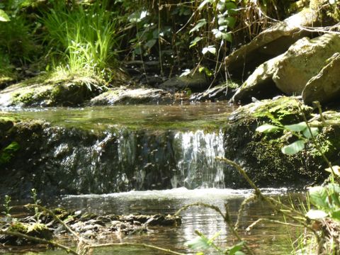 Ein kleiner Wasserfall fließt über Steine in einem ruhigen Bach. Umgeben von grünen Pflanzen und üppigem Wald ist die Szenerie sehr malerisch.