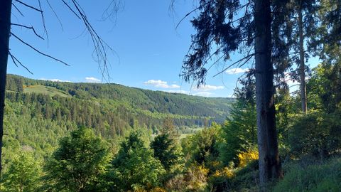 A picturesque landscape with green forests and a blue sky. In the foreground, tall trees are visible, offering a beautiful view of the valley.