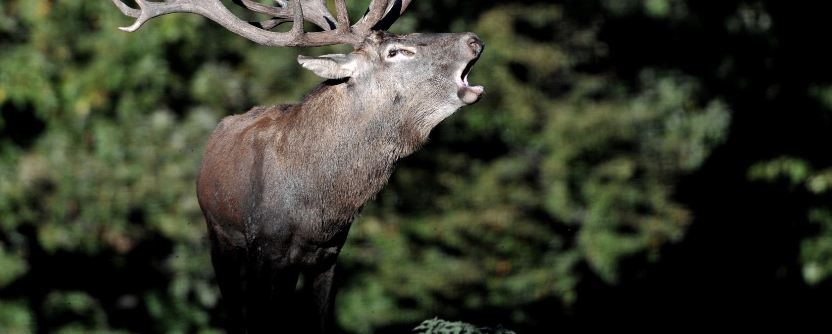 Wildpark Schmidt, © Wildpark Schmidt